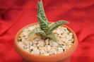 cactusi si suculente 2012 174