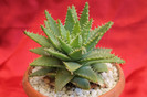 cactusi si suculente 2012 177