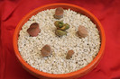 cactusi si suculente 2012 180