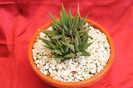 cactusi si suculente 2012 183