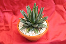 cactusi si suculente 2012 185