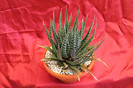 cactusi si suculente 2012 187