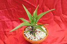 cactusi si suculente 2012 188