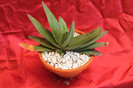 cactusi si suculente 2012 190