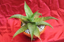 cactusi si suculente 2012 193