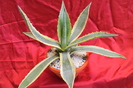 cactusi si suculente 2012 194