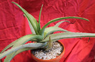 cactusi si suculente 2012 196