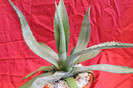 cactusi si suculente 2012 198