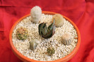cactusi si suculente 2012 200