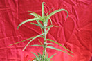 cactusi si suculente 2012 204