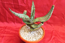 cactusi si suculente 2012 207