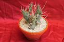 cactusi si suculente 2012 216