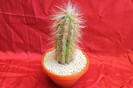 cactusi si suculente 2012 221