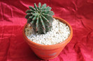 cactusi si suculente 2012 237
