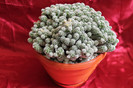 cactusi si suculente 2012 243