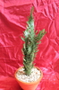 cactusi si suculente 2012 247