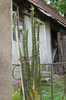 cactusi si suculente 2012 001