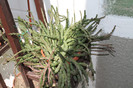 cactusi si suculente 2012 004