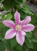 Clematis Patricia Ann Fretwell
