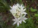 Allium amplectens (2012, May 31)