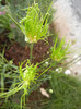 Allium Hair (2012, May 30)
