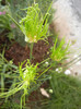 Allium Hair (2012, May 30)