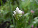 Allium roseum (2012, May 23)