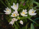 Allium roseum (2012, May 30)