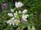 Allium roseum (2012, May 31)