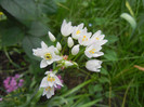 Allium roseum (2012, May 31)