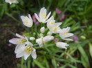 Allium roseum (2012, May 31)