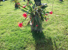 DSCF1485