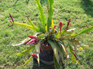 epiphyllum