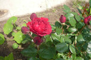 acelasi mini-floare f mare