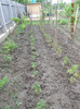 tomate