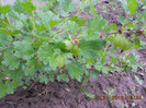 DSCN3179