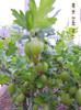 agrise