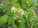 DSCN3194