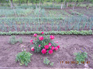 DSCN3195
