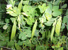 DSCN3297