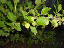 DSCN3304