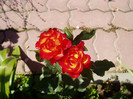 P1010491
