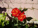 P1010492