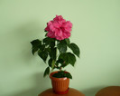 P1390430