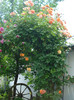 "Westerland", intre ploi