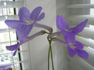 P5300267