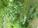 LILIAC