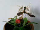 Amabilis