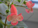 NEW - Kohleria Lima