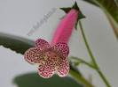 Kohleria GG Garnet Rose